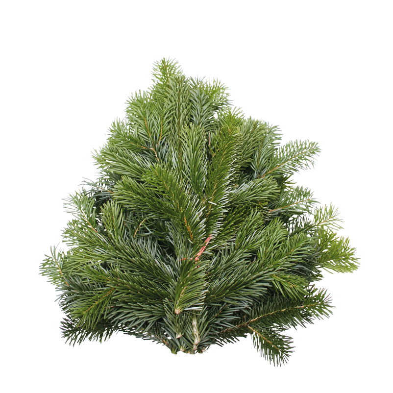 Bio Nordmanntannen-Zweige im Handbund, ca. 50 - 60 cm lang, 5er-Set
